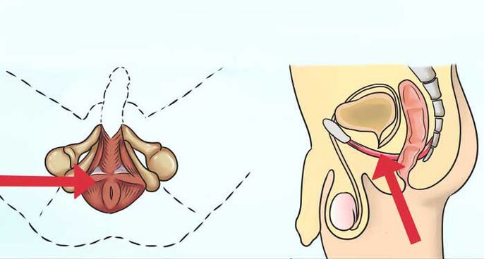 Where is the Kegel muscle